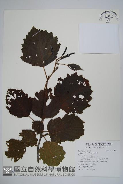遼東赤楊，遼東榿木，毛赤楊藏品圖，第1張