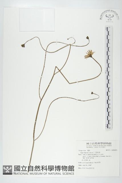 貓兒菊藏品圖，第1張