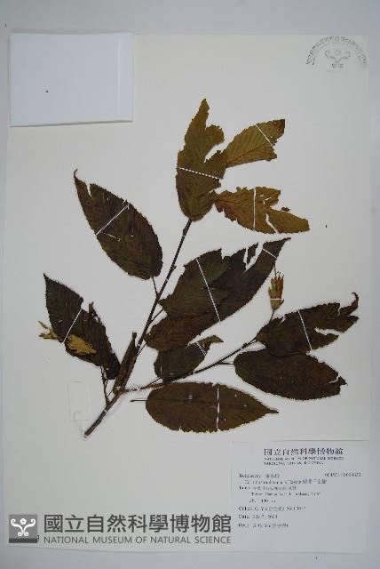蘭邯千金榆藏品圖，第1張
