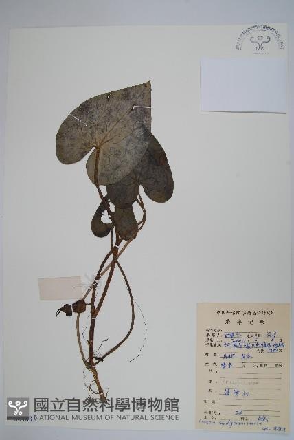 薄葉細辛、尾花細辛藏品圖，第1張
