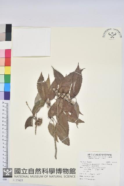 狹葉櫟藏品圖，第1張