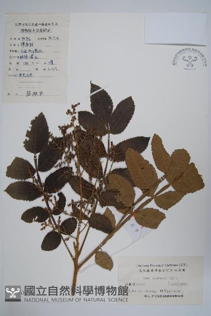 鹽膚木藏品圖，第1張