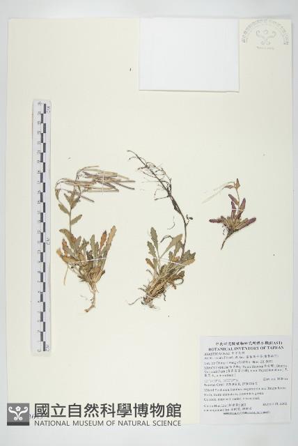 齒葉南芥、齒葉筷子芥藏品圖，第1張