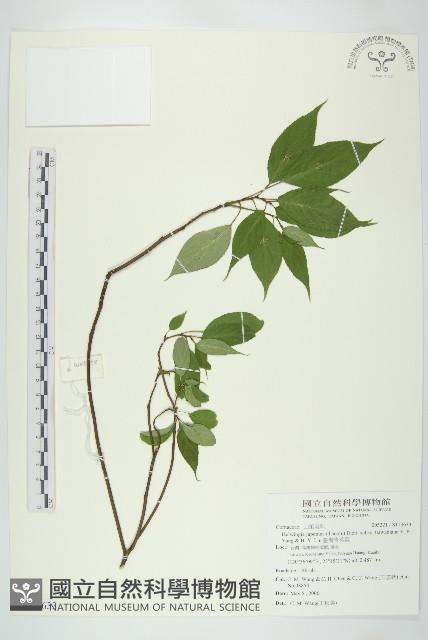 臺灣青莢葉藏品圖，第1張