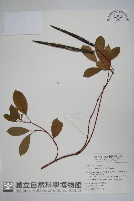 酸藤藏品圖，第1張