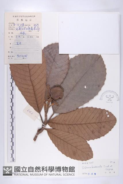 大花五椏果藏品圖，第1張