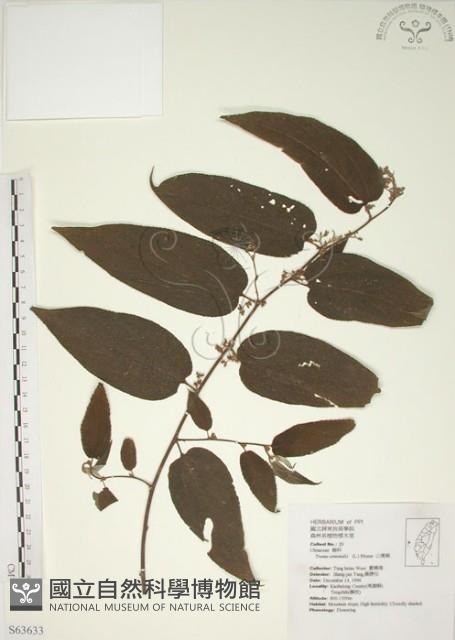 山黃麻藏品圖，第1張