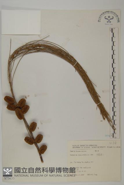 木麻黃藏品圖，第1張