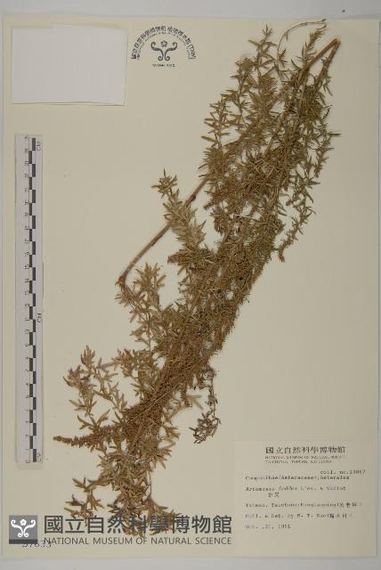 小艾、矮蒿藏品圖，第1張