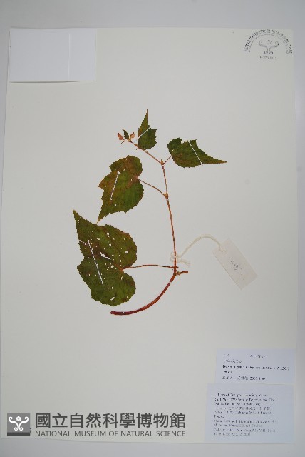 中華秋海棠藏品圖，第1張