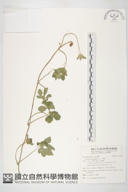 九爪藤藏品圖，第1張