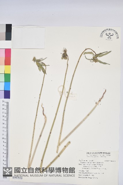 白苞猩猩草藏品圖，第1張