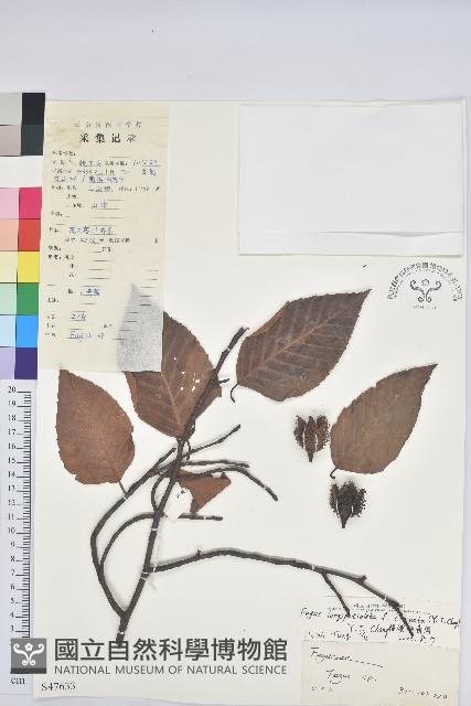 棒梗水青岡藏品圖，第1張