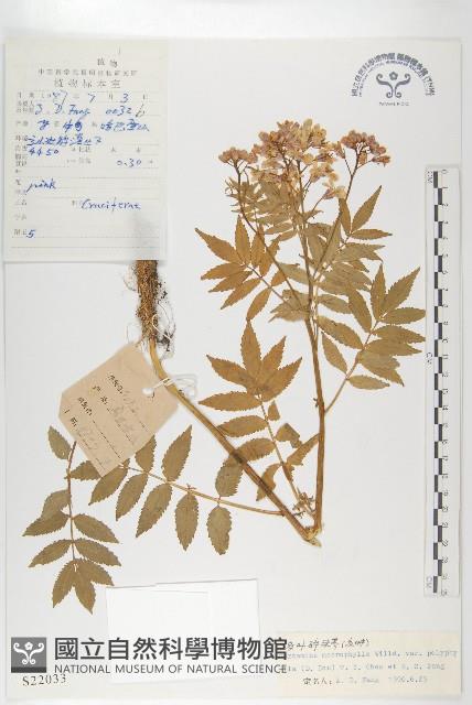 多葉碎米薺藏品圖，第1張