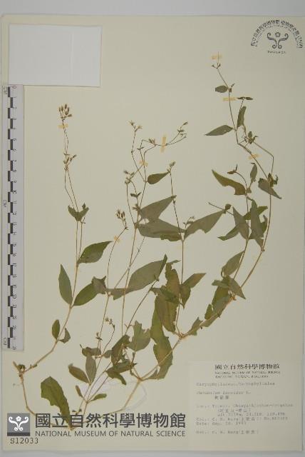 狗筋蔓藏品圖，第1張