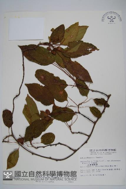 硬齒獼猴桃藏品圖，第1張