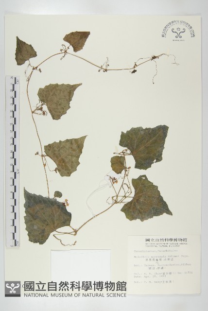 黑果馬交兒藏品圖，第1張