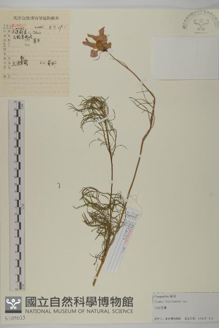 大波斯菊藏品圖，第1張