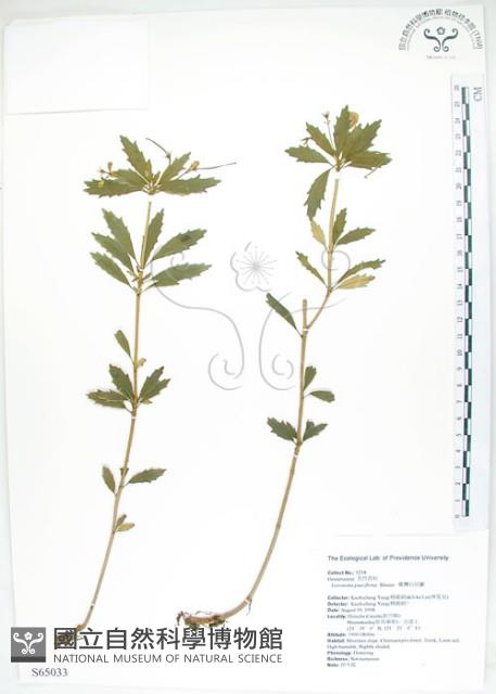 石吊蘭、吊石苣苔藏品圖，第1張