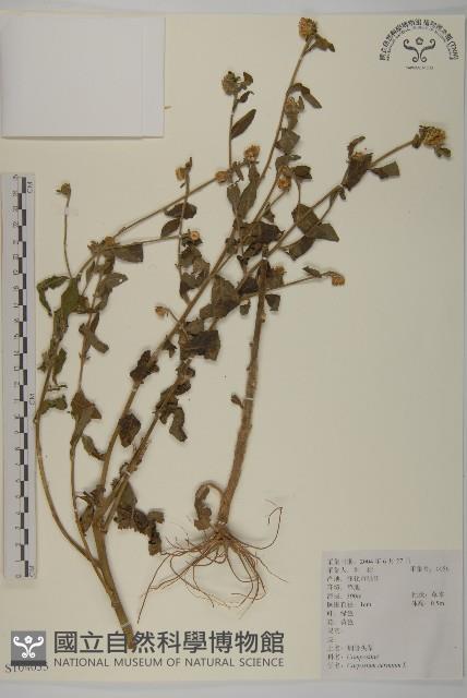 杓兒菜藏品圖，第1張