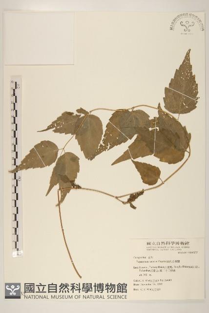 田代氏澤蘭藏品圖，第1張