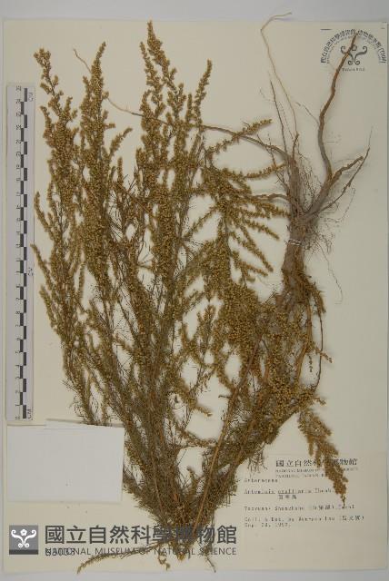 茵蔯蒿藏品圖，第1張