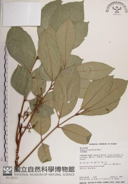 大葉樹蘭藏品圖，第1張