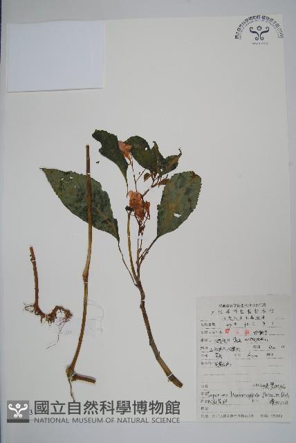 睫毛萼鳳仙花藏品圖，第1張