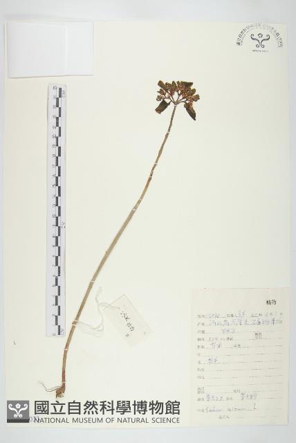 費菜藏品圖，第1張