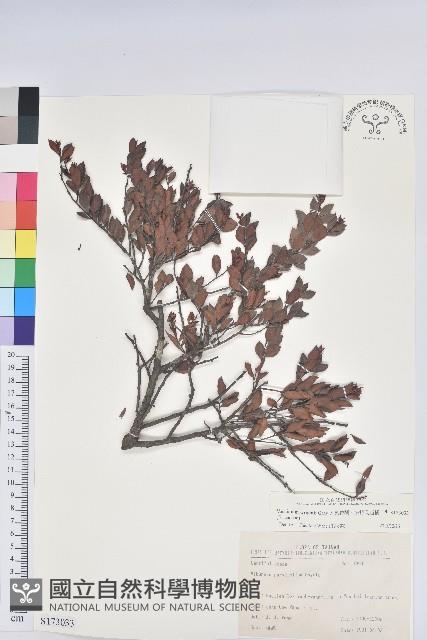 大葉越橘、來特氏越橘藏品圖，第1張