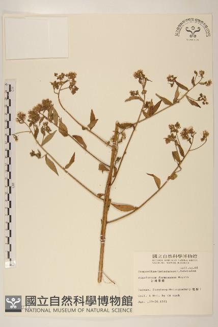 臺灣澤蘭藏品圖，第1張