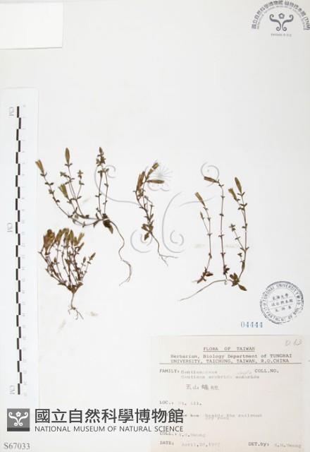 玉山龍膽藏品圖，第1張