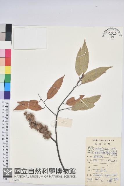 火燒柯、栲樹藏品圖，第1張