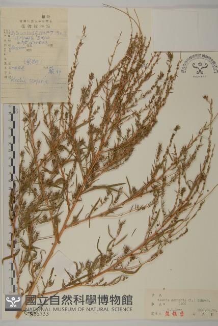 地膚、掃手草藏品圖，第1張