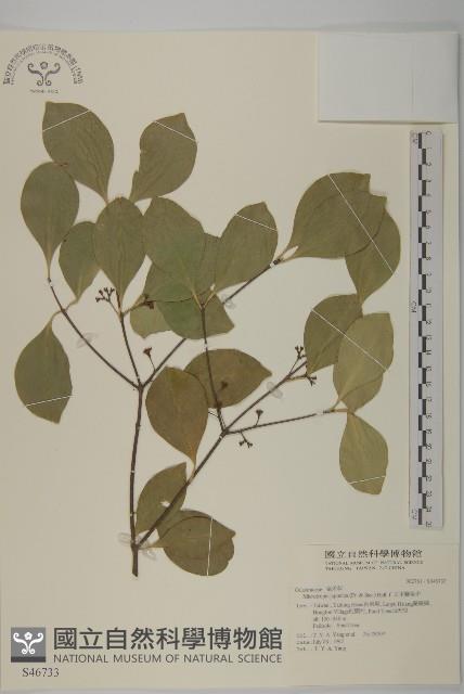 日本賽衛矛、日本假衛矛藏品圖，第1張