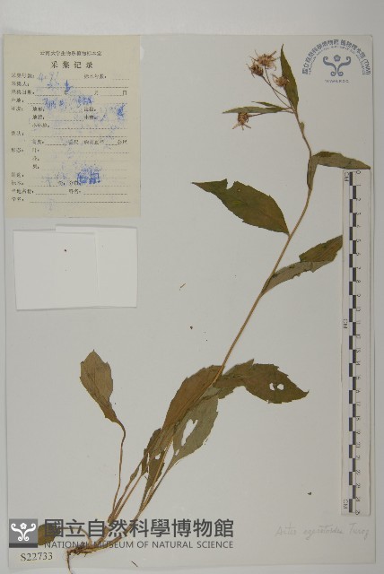 山白蘭藏品圖，第1張