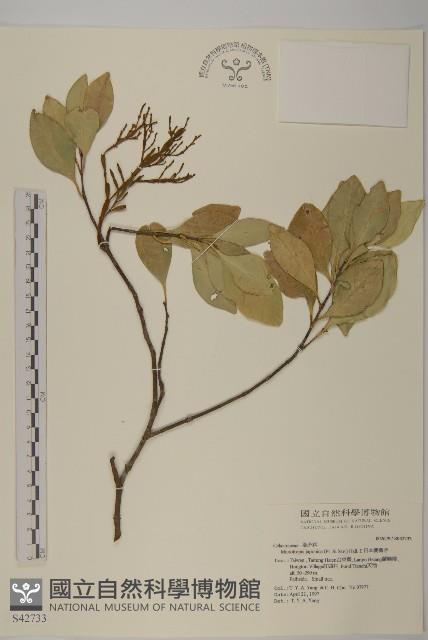 日本賽衛矛、日本假衛矛藏品圖，第1張