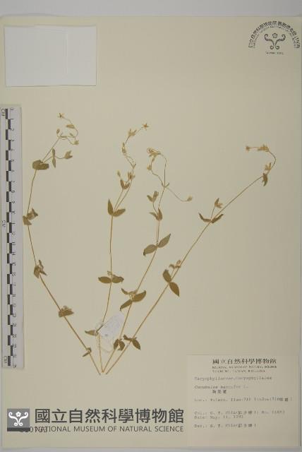 狗筋蔓藏品圖，第1張