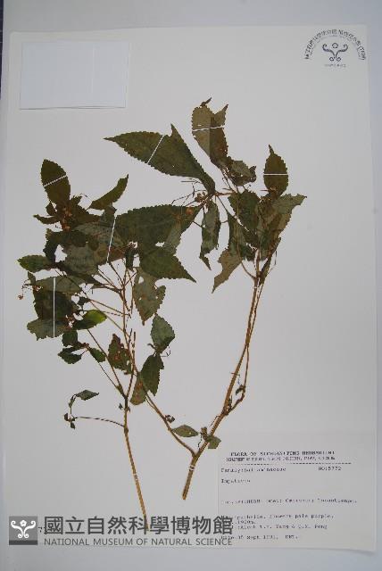 登錄號:S025733藏品圖，第1張