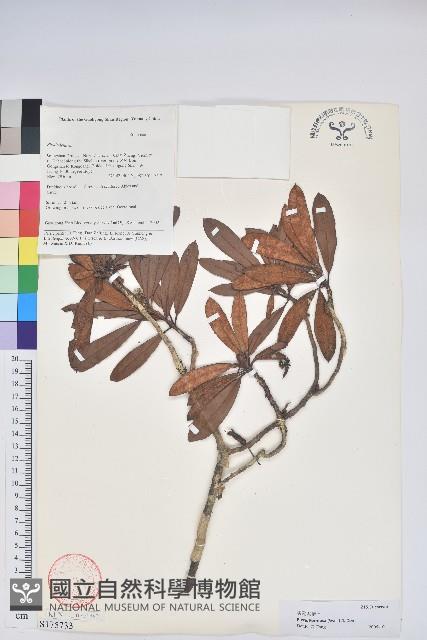 美麗馬醉木藏品圖，第1張