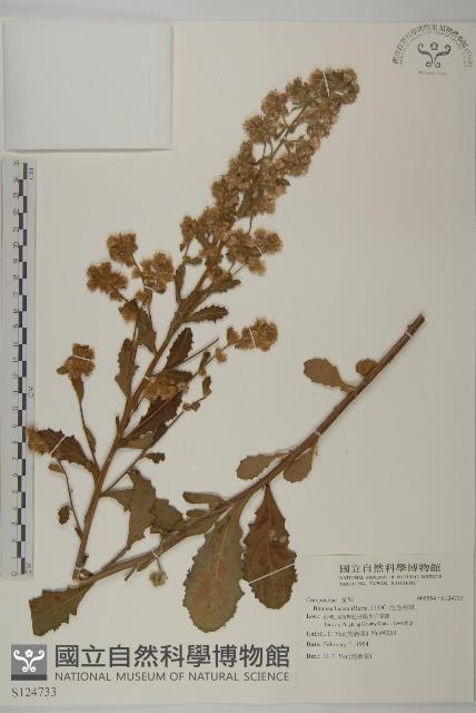 生毛將軍藏品圖，第1張