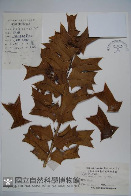 枸骨藏品圖，第1張