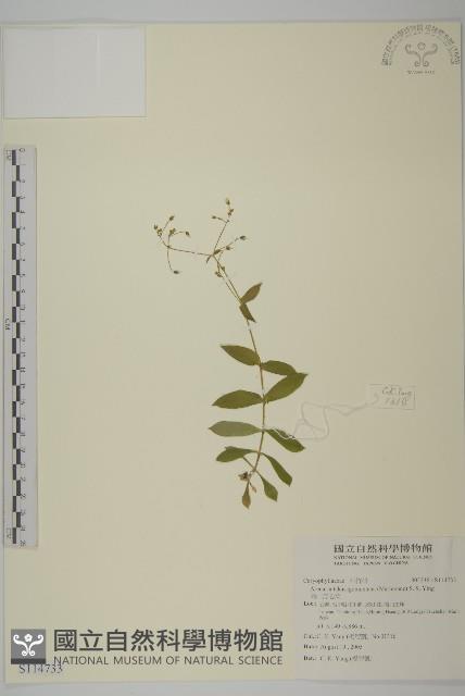 高山無心菜藏品圖，第1張