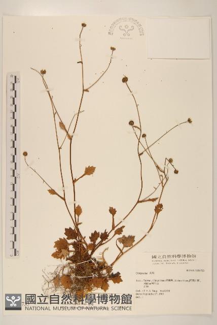 矮菊藏品圖，第1張