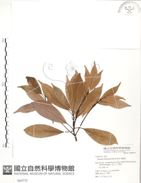 豬腳楠藏品圖，第1張