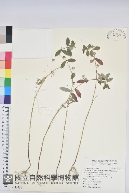 假紫斑大戟藏品圖，第1張