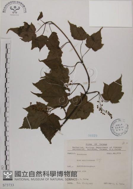 Taiwan Red Maple Collection Image