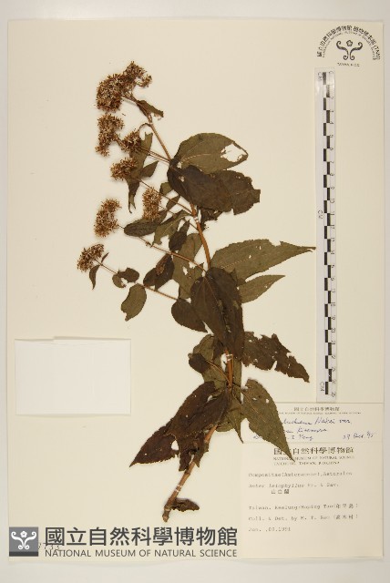 琉球澤蘭藏品圖，第1張