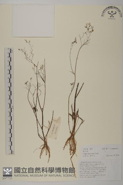 還陽參藏品圖，第1張