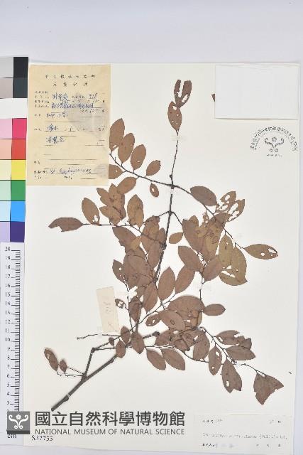 葉底珠、市蔥密花葉底珠藏品圖，第1張